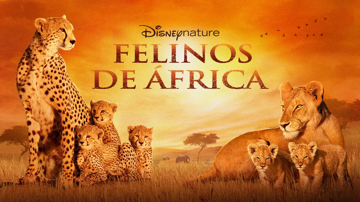 felinos de africa